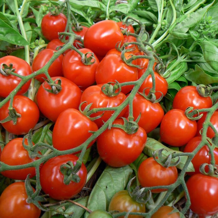 Tomato and with seeds - Image 3