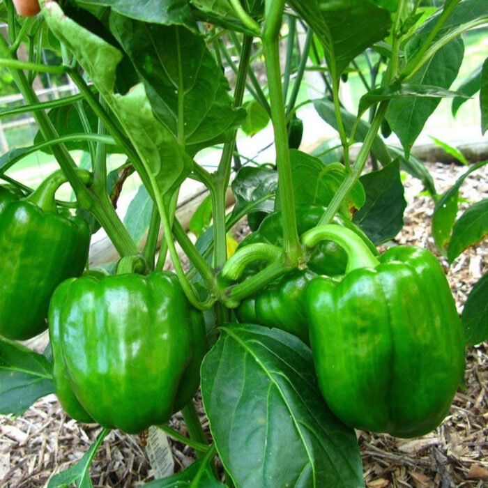 Kirat Green Capsicum Seed - Image 3