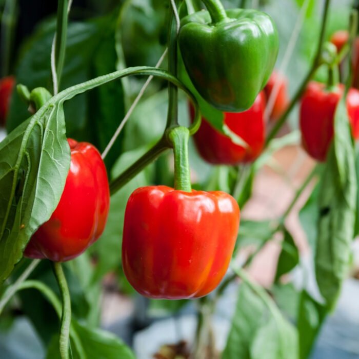 Kirat Green Capsicum Seed - Image 6