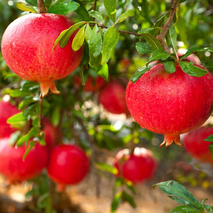 Pomegranate, Slice, best fruit - Image 3